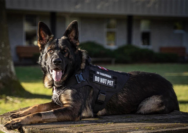 Advanced Tactical No-Pull Dog Harness